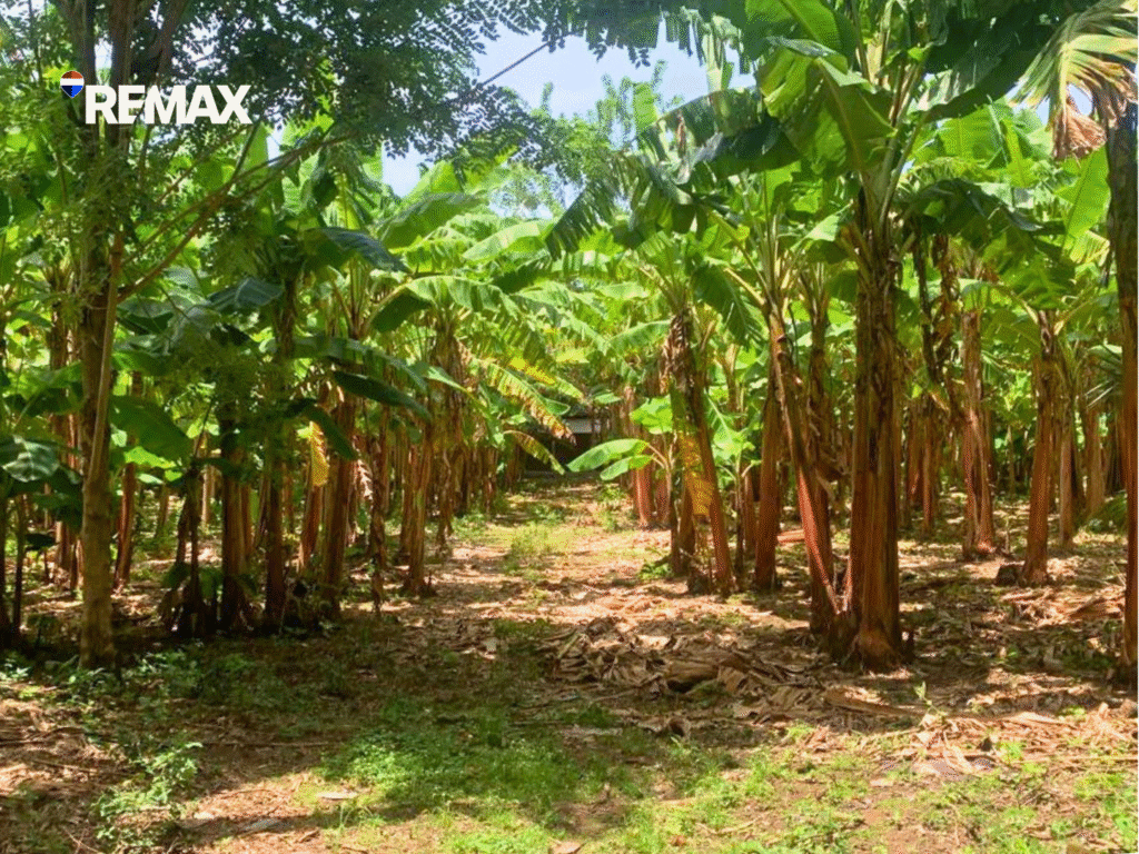 Finca Agrícola en Isla de Ometepe, Altagracia
